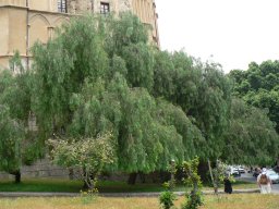 Lundi 19 Palerme