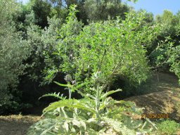 Mercredi 21 Agrigento