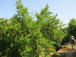 Mercredi 21 Agrigento